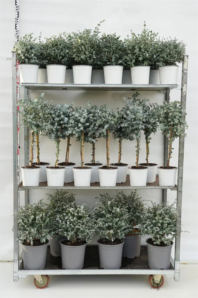 Eucalyptus gunnii Mix CC