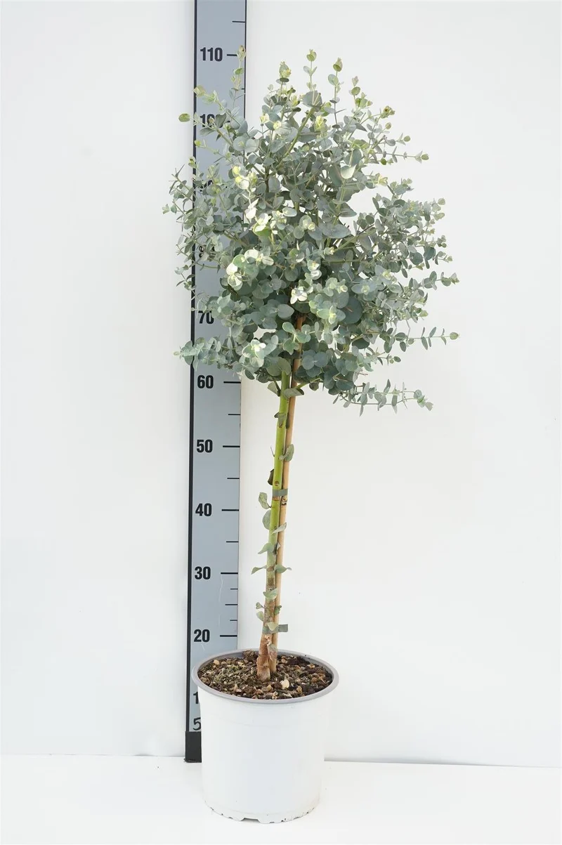 Eucalyptus gunnii 60 cm stam C4 (4 liters kruka)