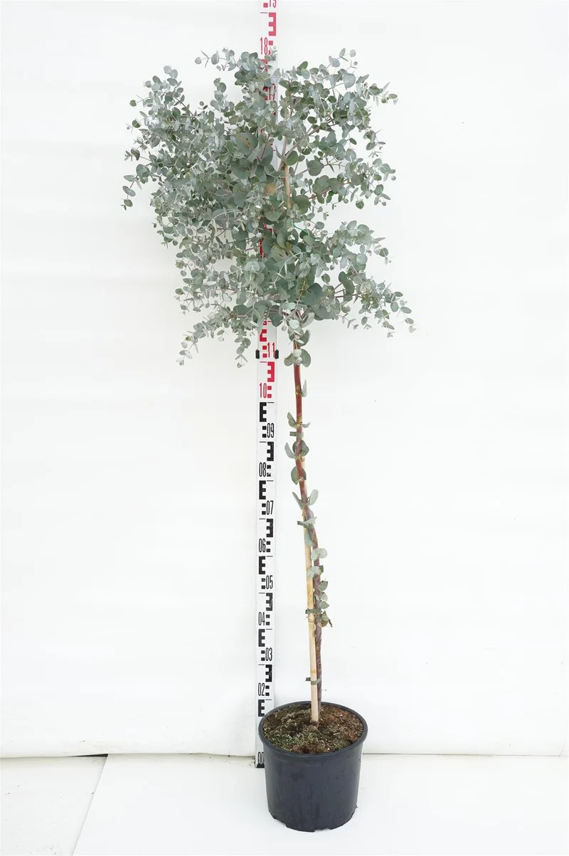 Eucalyptus gunnii 80 cm stam C8 (8 liters kruka)