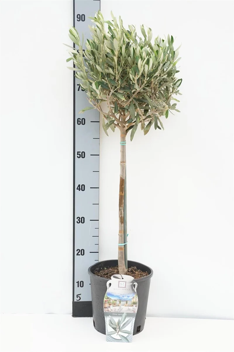 Olea europaea 40 cm stam C2,5 (2,5 liters kruka)