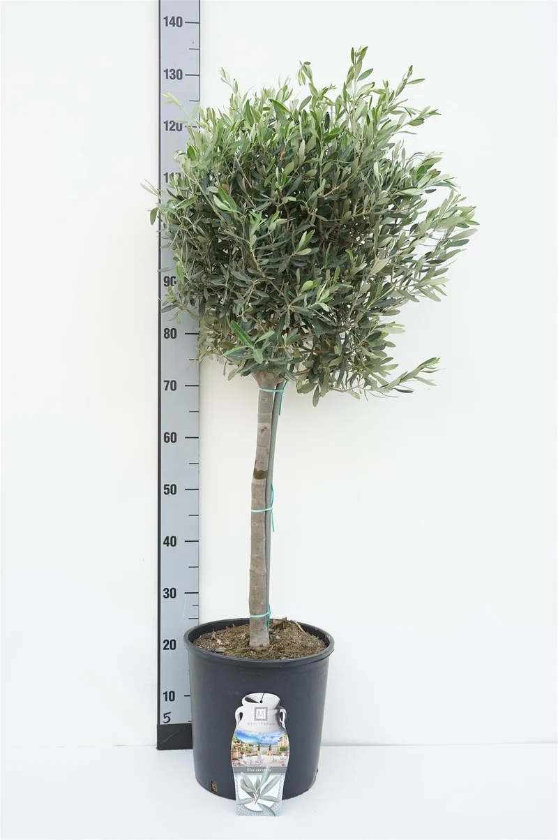Olea europaea 50 cm stam C7,5 (7,5 liters kruka)