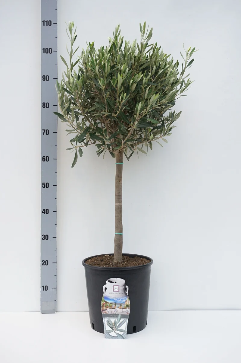 Olea europaea 40 cm stam C5 (5 liters kruka / 23 cm kruka)