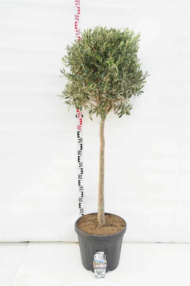 Olea europaea 80 cm stam C30 (30 liters kruka)