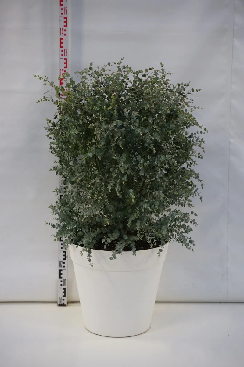 Eucalyptus gunnii 'Azura' C45 (45 liters kruka) 125+ cm EXTRA