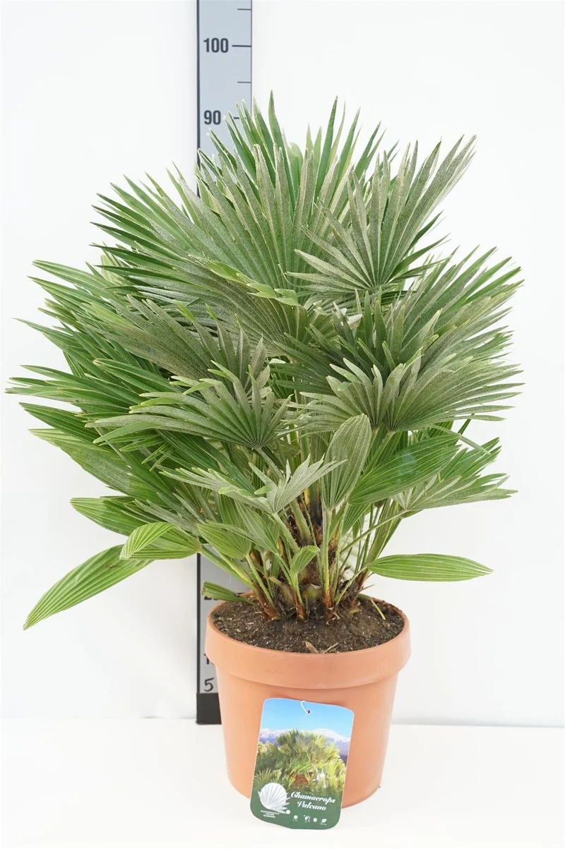Chamaerops humilis 'Vulcano' C7,5 (7,5 liters kruka) 50-60 cm