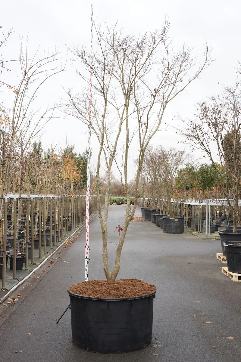 Acer palmatum 'Fireglow' 18-20 cm C130 Solitär