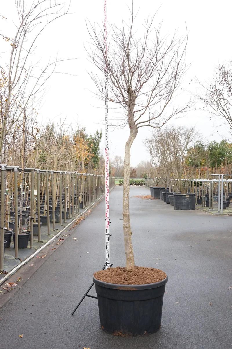 Acer pal. 'Fireglow' C600 (600 liters kruka) 350-400 cm