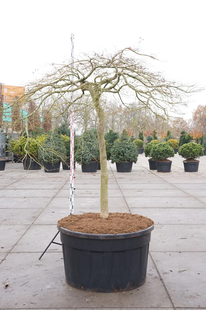 Acer palmatum 'Dissectum Viridis' 150 cm stam C500 (500 liters kruka)