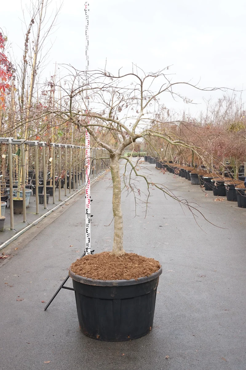 Acer palmatum 'Inaba-shidare' Stam 100 cm C230 (230 liters kruka)