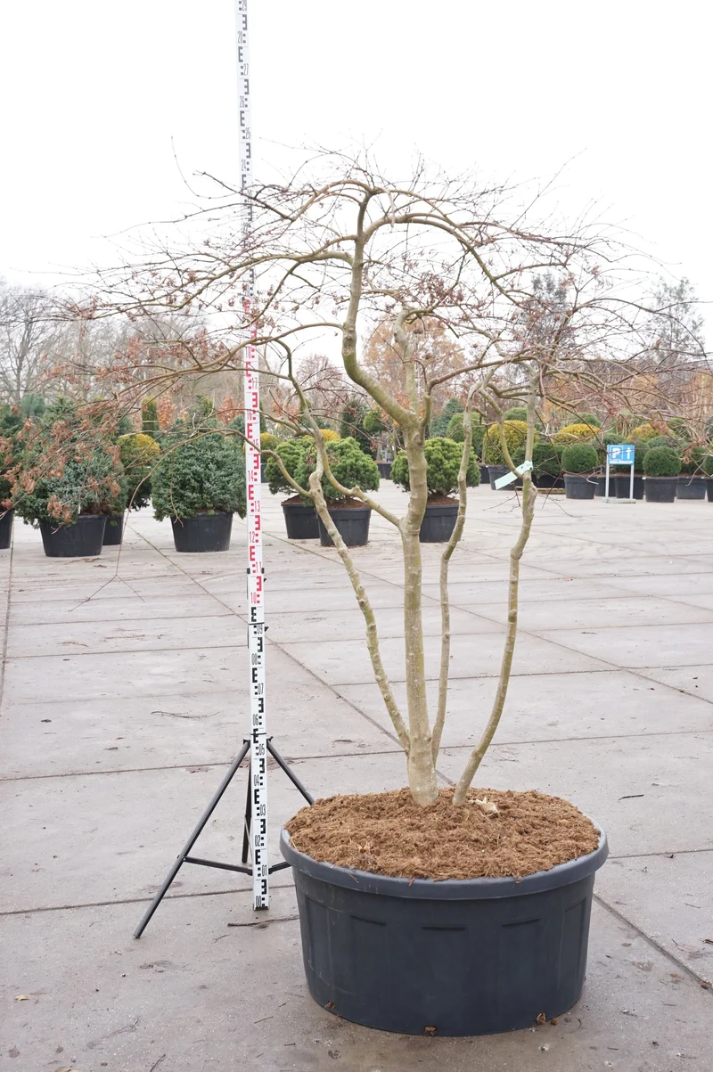 Acer palmatum 'Inaba-shidare' flerstammig 175+ cm C240 (240 liters kruka)