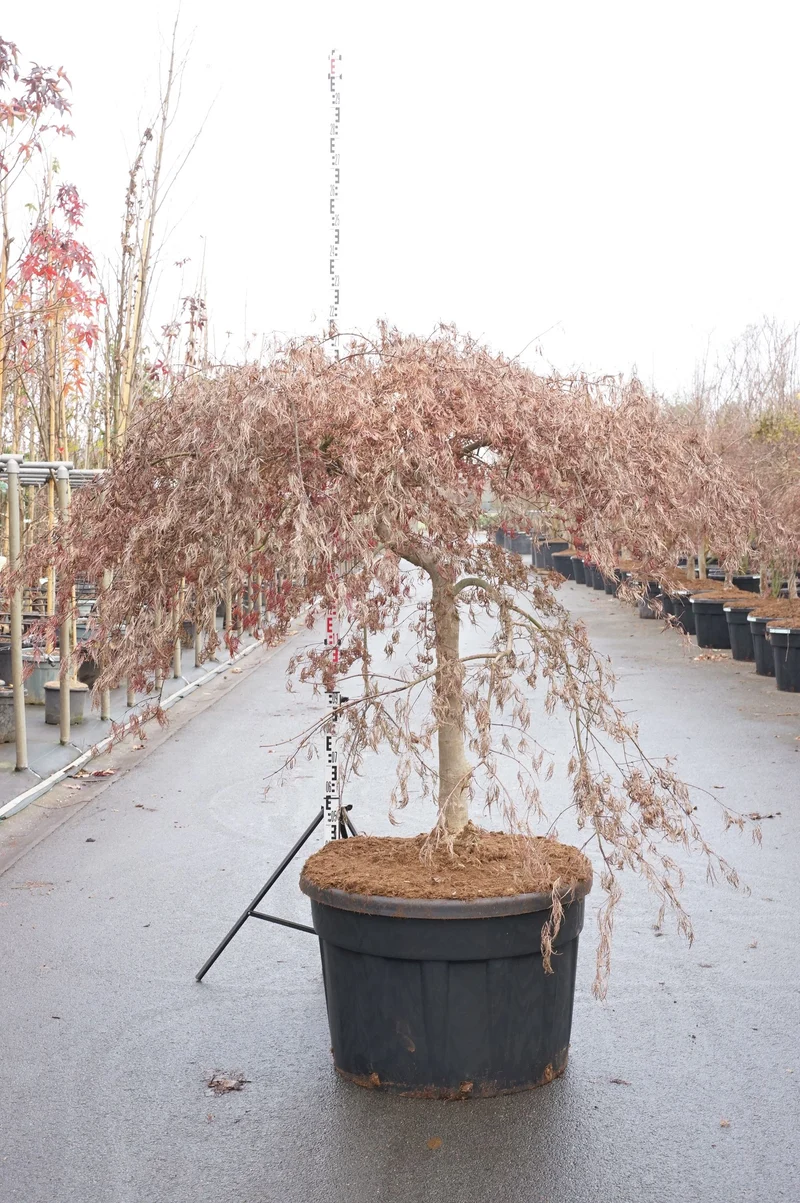 Acer palmatum 'Inaba-shidare' 80 cm stam C230 (230 liters kruka)