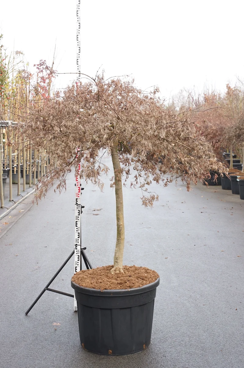 Acer palmatum 'Inaba-shidare' C35 (35 liters kruka) 80-100 cm