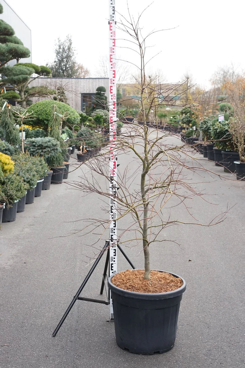 Acer palmatum 'Garnet' C55 (55 liters kruka) 100-125 cm