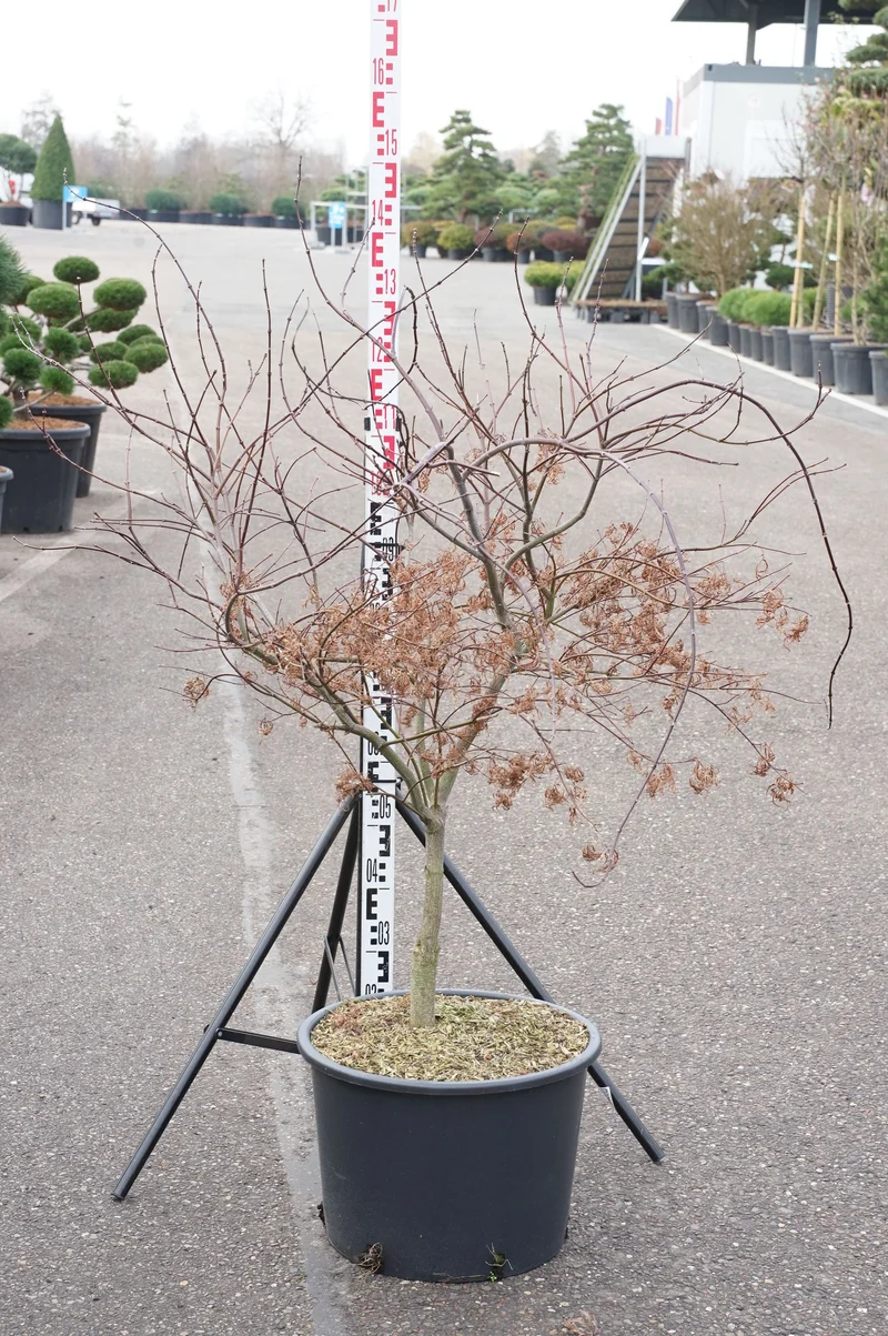 Japansk lönn Acer palmatum 'Garnet' C35 (35 liters kruka) 80-100 cm