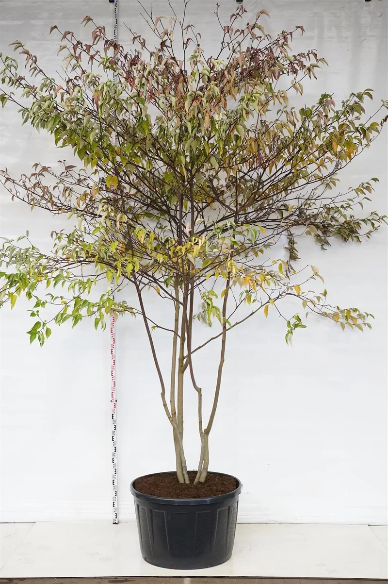 Cornus controversa flerstammig 350-400 cm C290 (290 liters kruka)