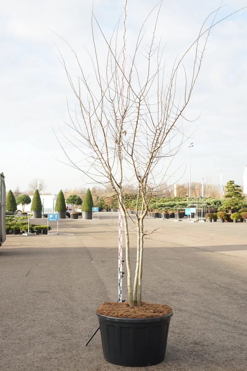 Celtis occidentalis flerstammig 300-350 cm C290 (290 liters kruka)