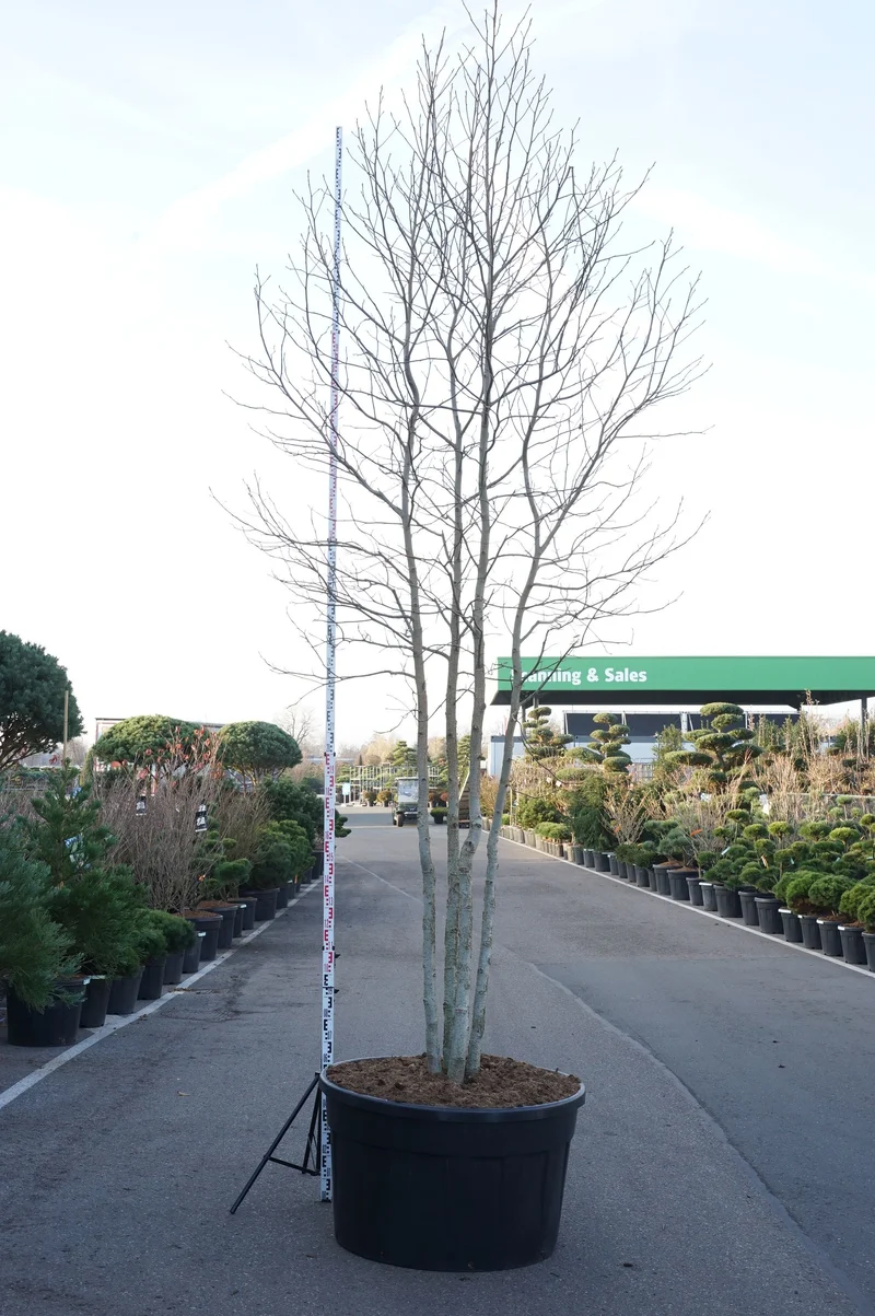 Liquidambar styraciflua C500 (500 liters kruka) 400-500 cm flerstammig