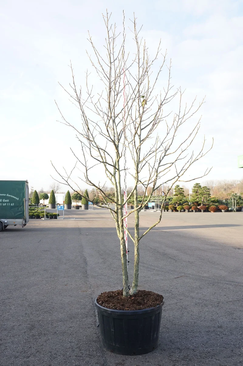 Liquidambar styraciflua C290 (290 liters kruka) 350-400 cm flerstammig
