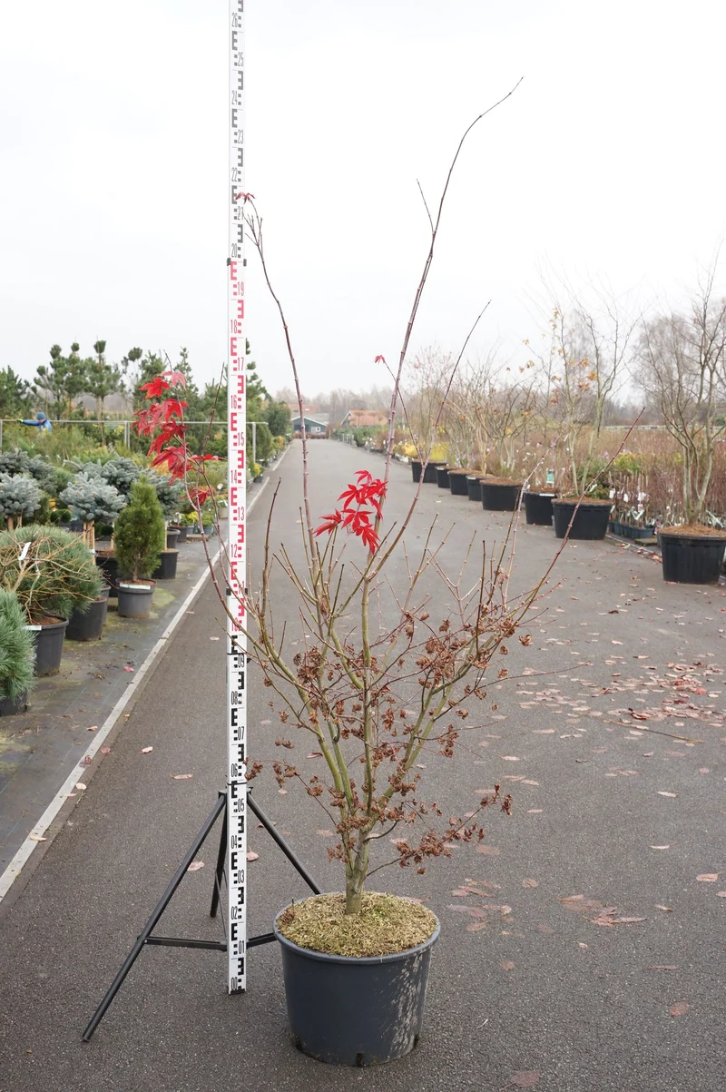 Acer palmatum 'Osakazuki' C35 (35 liters kruka) 120-140 cm