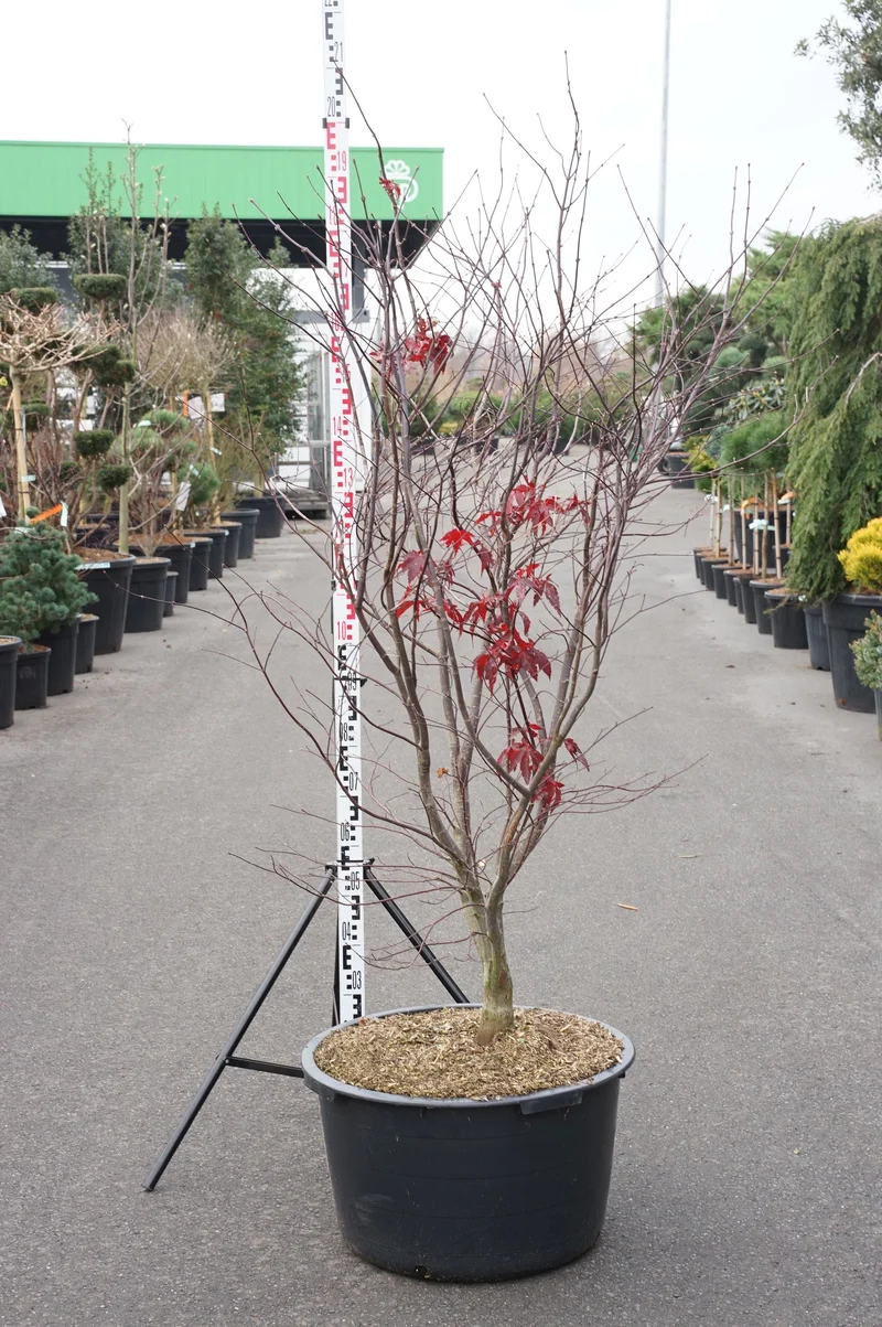 Acer palmatum 'Bloodgood' 140-160 cm C65 (65 liters kruka)