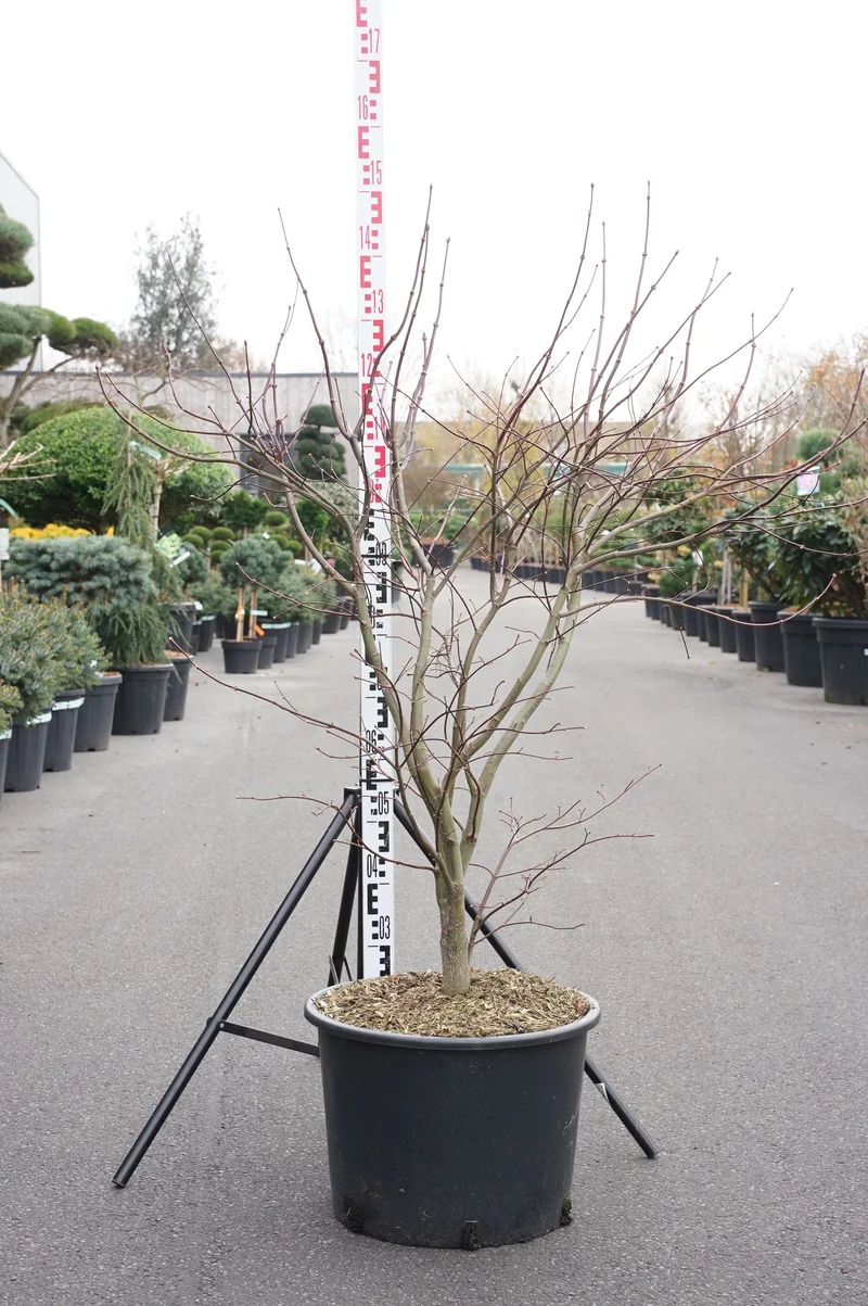 Acer palmatum 'Bloodgood' C35 (35 liters kruka) 100-125 cm