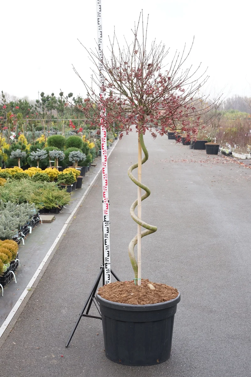 Acer palmatum 'Skeeter's Broom' 125 cm stam C130 (130 liters kruka)