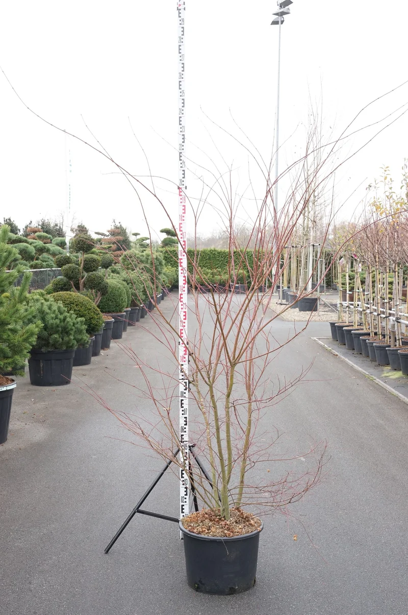 Acer palmatum C35 (35 liters kruka) 160-180 cm
