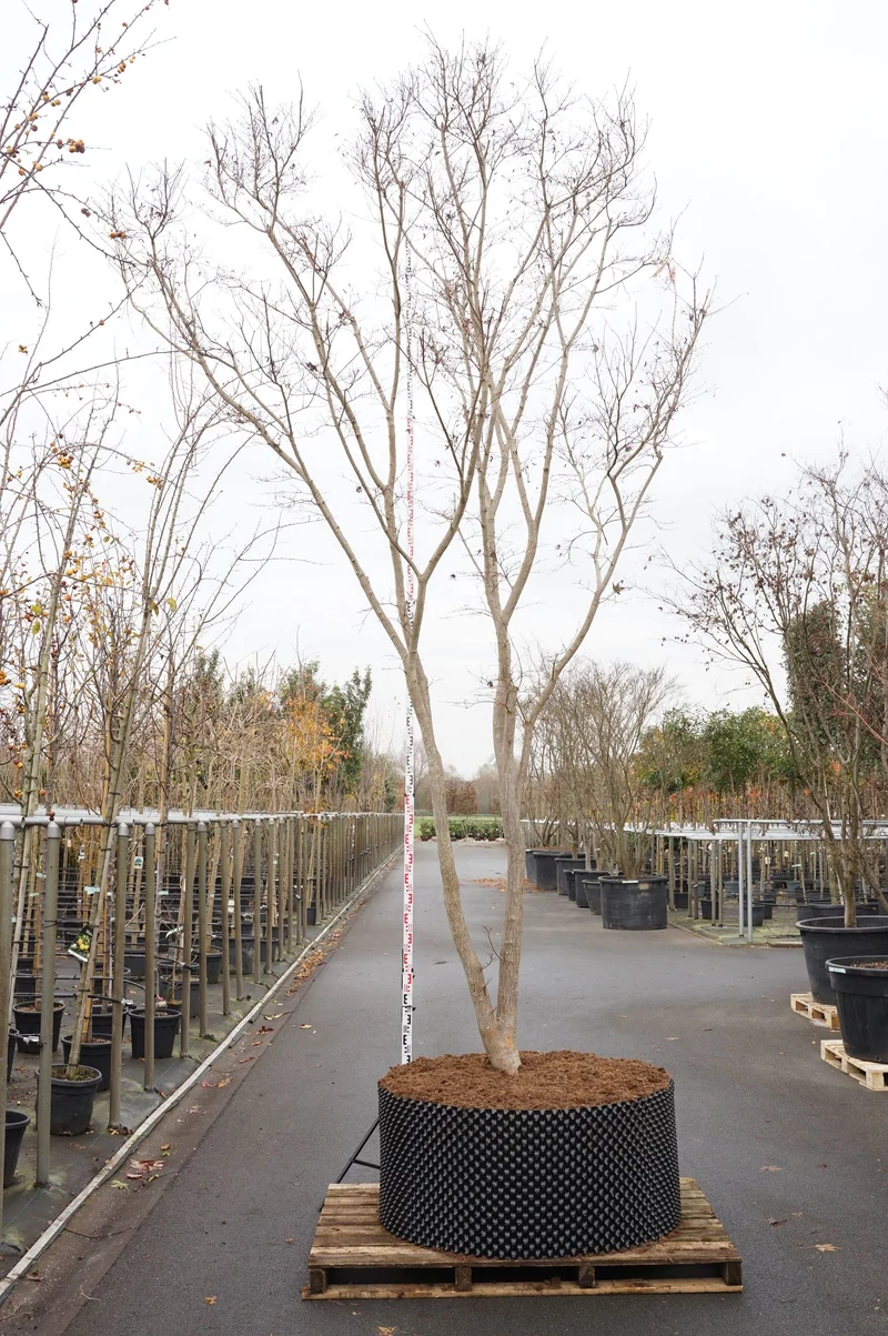 Acer palmatum 'Trompenburg' 450+ cm, C750 (750 liters kruka) Solitär