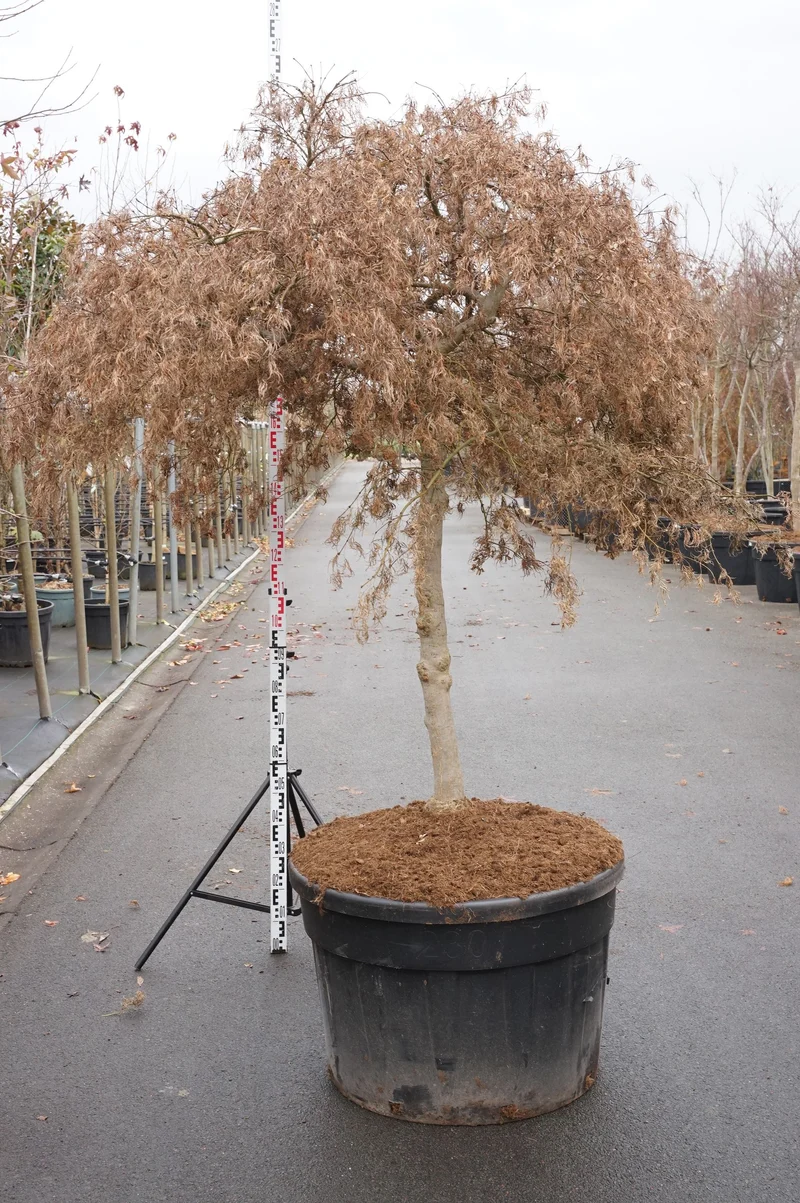 Acer palmatum 'Ornatum' 80 cm stam C230 (230 liters kruka)