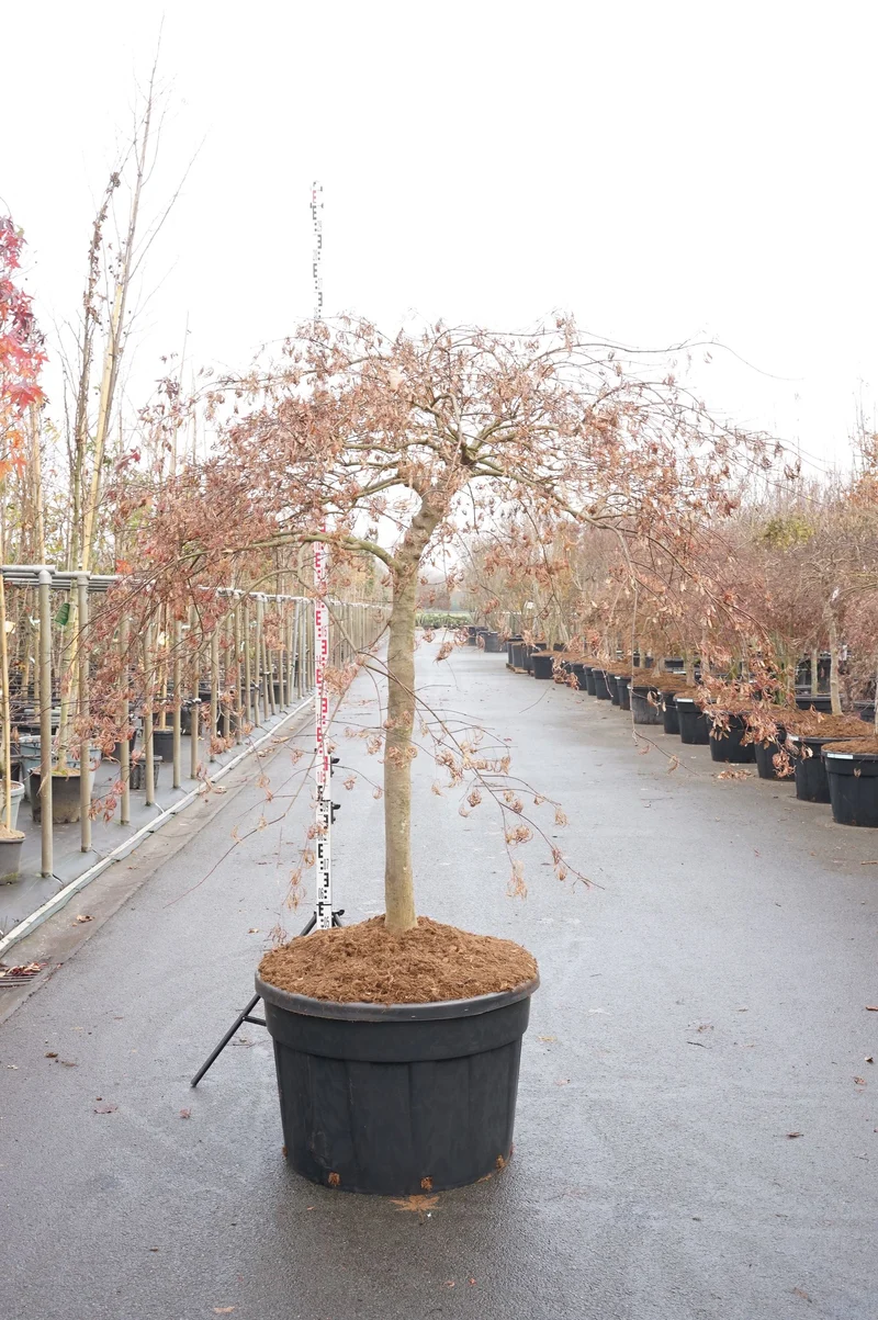 Acer palmatum 'Inaba-shidare' 70 cm stam C230 (230 liters kruka)