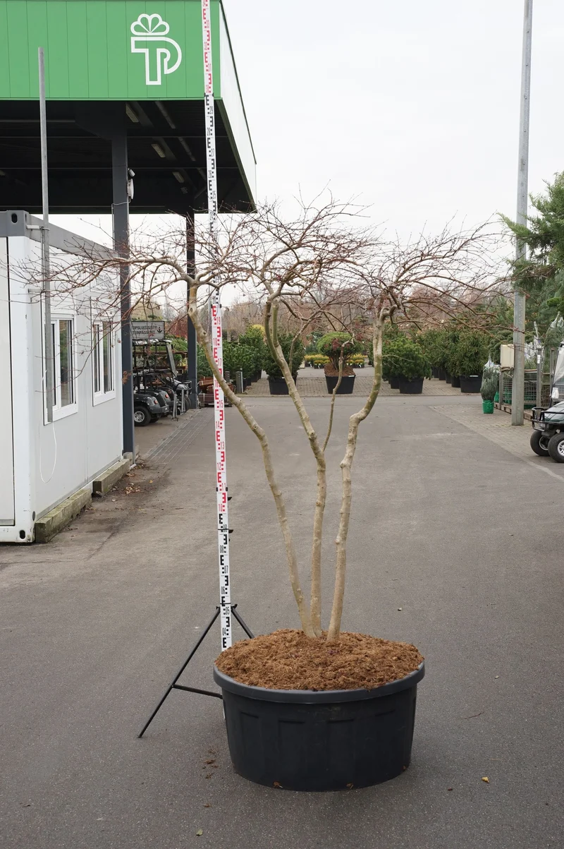 Acer palmatum 'Inaba-shidare' flerstammig 200-225 cm C240 (240 liters kruka)
