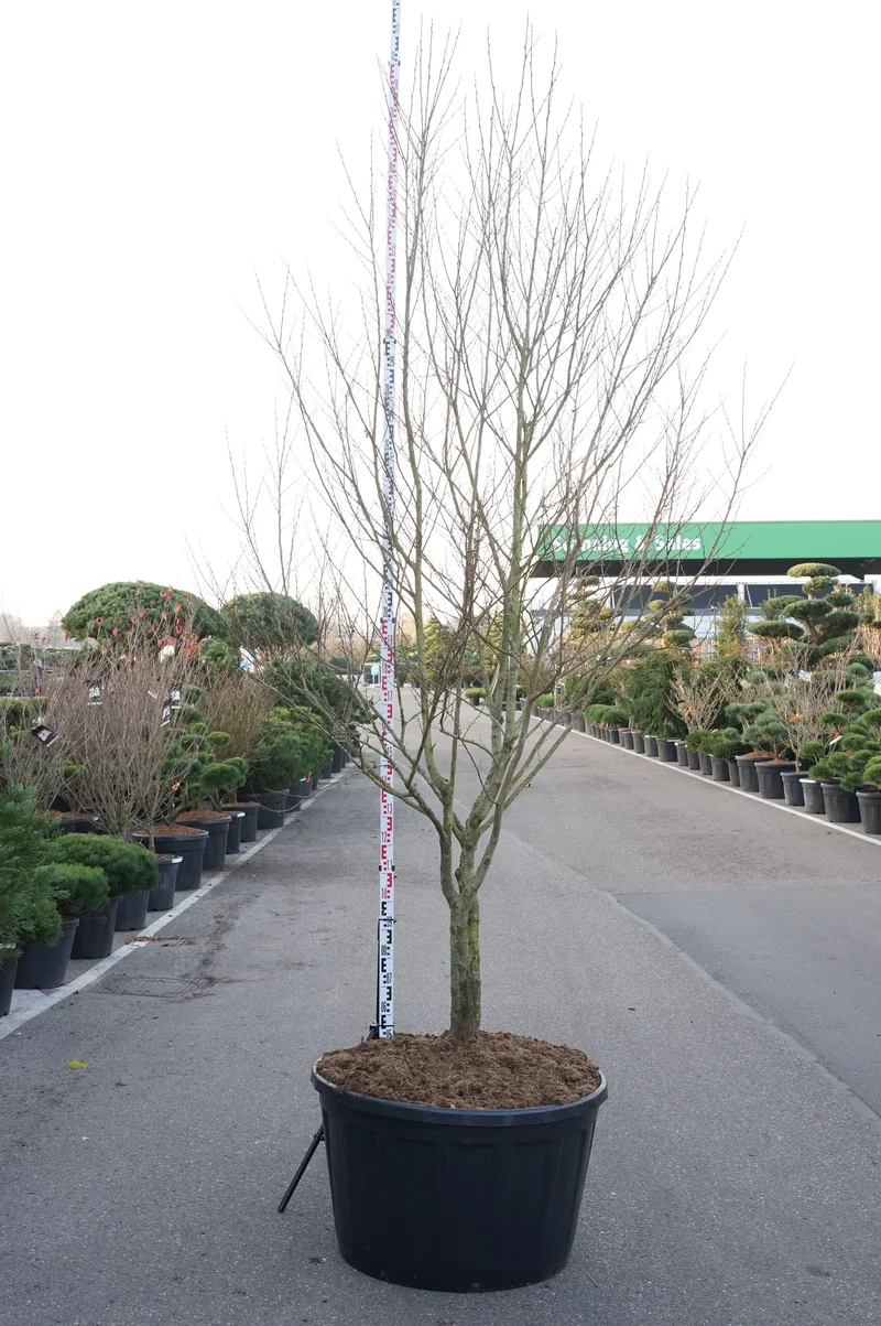 Styrax japonicus C290 (290 liters kruka) 300–350 cm flerstammig