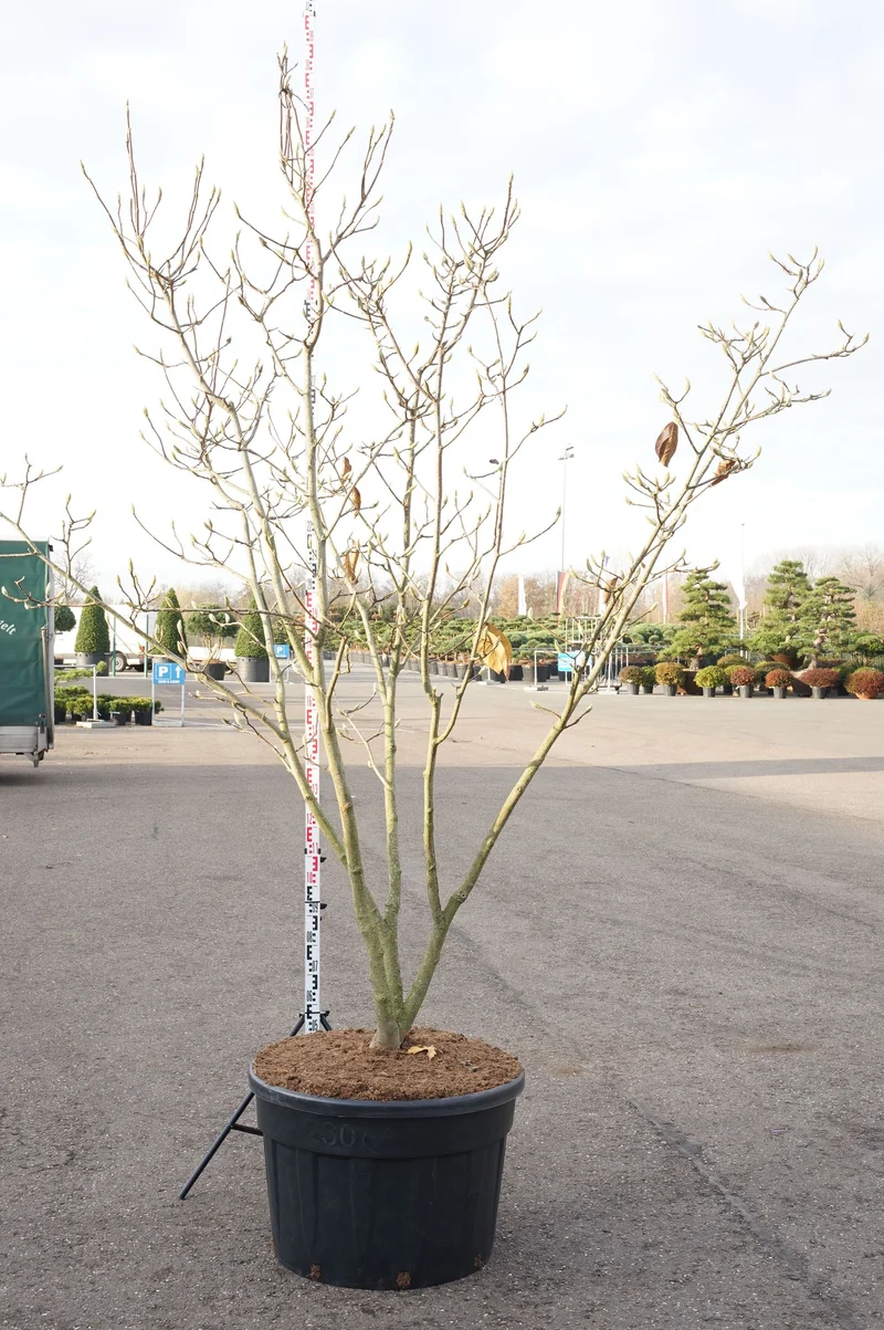 Magnolia 'Manchu Fan' 250-300 cm, flerstammig, C230 (230 liters kruka)