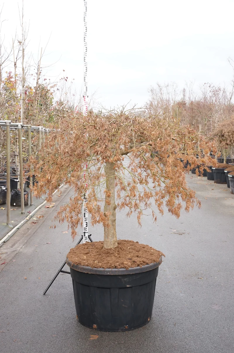 Acer palmatum 'Dissectum Viridis' stam 100 cm C230 (230 liters kruka)