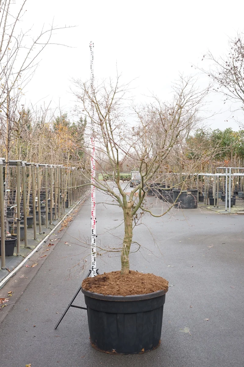 Acer palmatum 'Deshojo' 18-20 cm C130 (130 liters kruka) Solitär