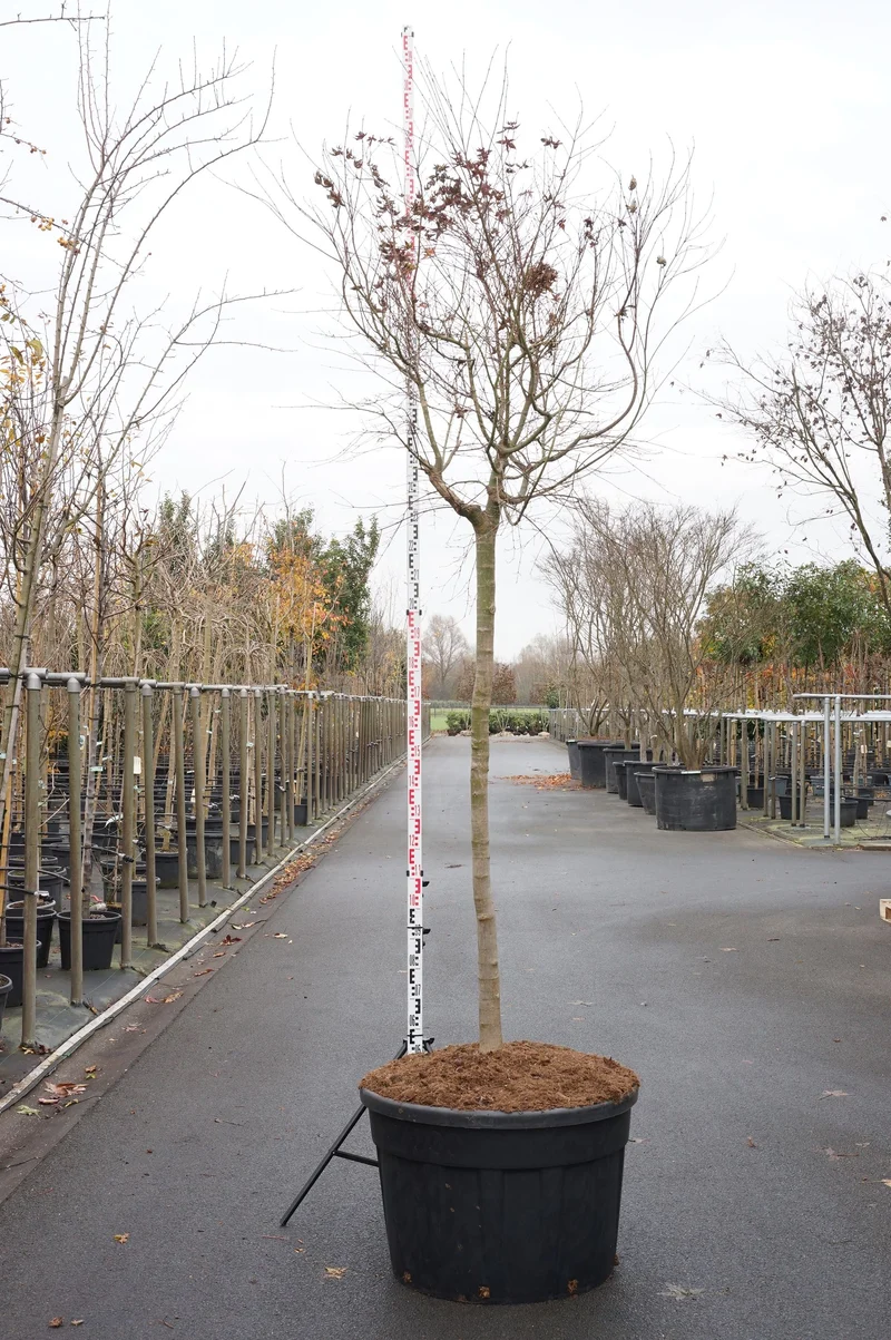 Acer palmatum 'Deshojo' C130 (130 liters kruka) 175-200 cm