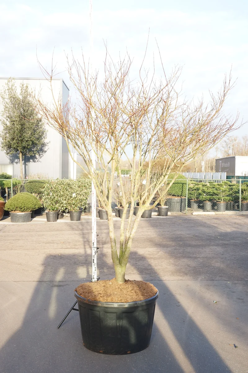 Acer palmatum 'Atropurpureum' C35 (35 liters kruka) 120-140 cm