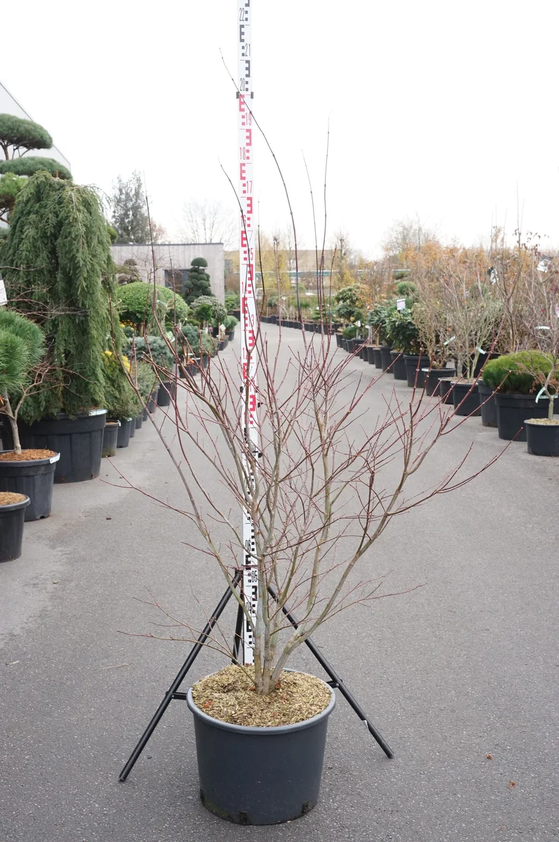 Acer palmatum 'Atropurpureum' C285 (285 liters kruka) 200-250 cm flerstammig