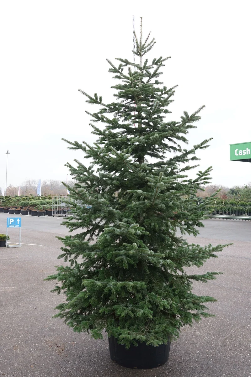 Abies nordmanniana C285 (285 liters kruka) 350-400 cm