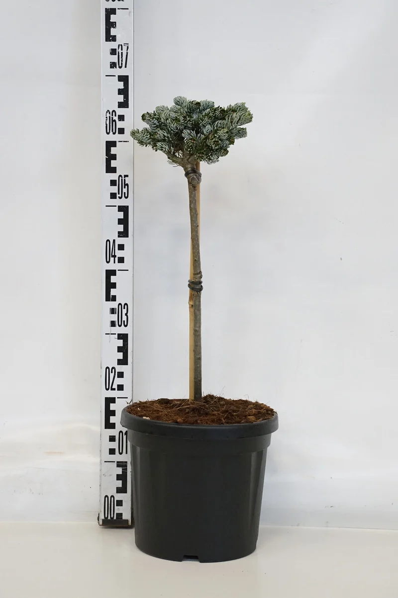Abies koreana 'Kohout's Icebreaker' stam 40 cm C5,5 (5,5 liters kruka)