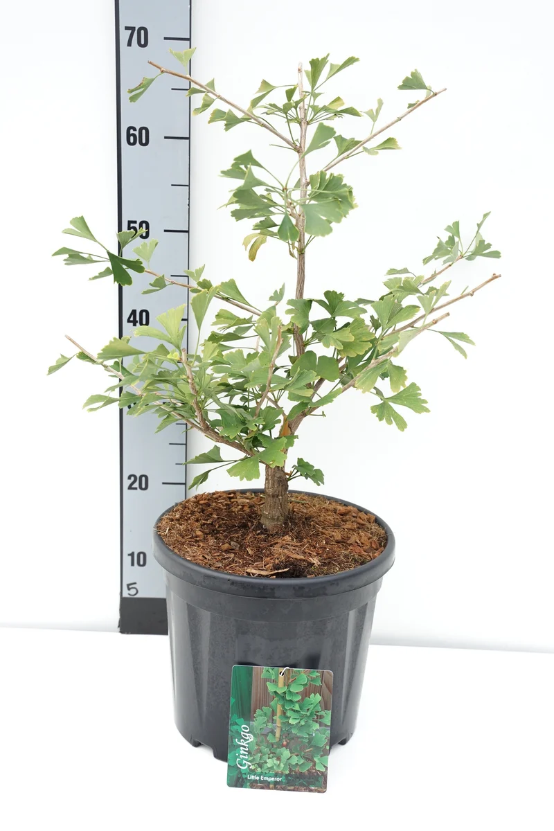 Ginkgo biloba 'Little Emperor' C7,5 (7,5 liters kruka) 40-50 cm