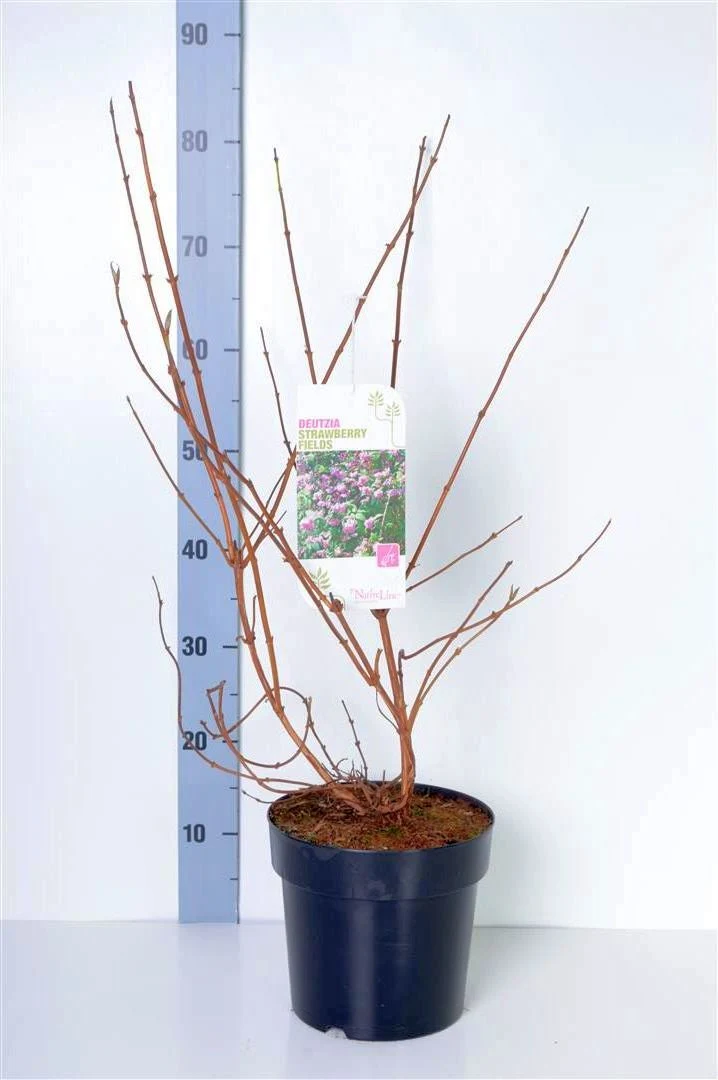 Deutzia hybrida 'Strawberry Fields' C5 (5 liters kruka) 50-60 cm