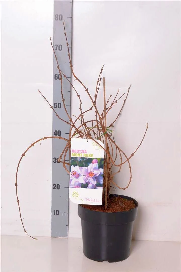 Deutzia hybrida 'Mont Rose' C5 (5 liters kruka) 50-60 cm