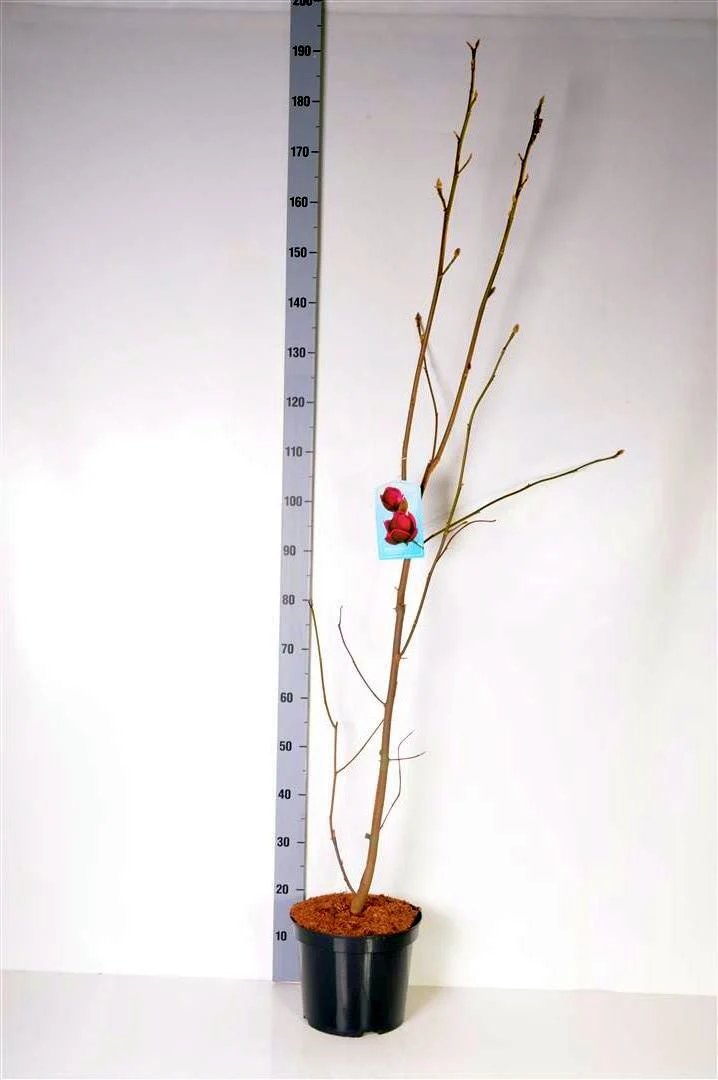 Magnolia 'Genie' C7,5 (7,5 liters kruka) 80-100 cm