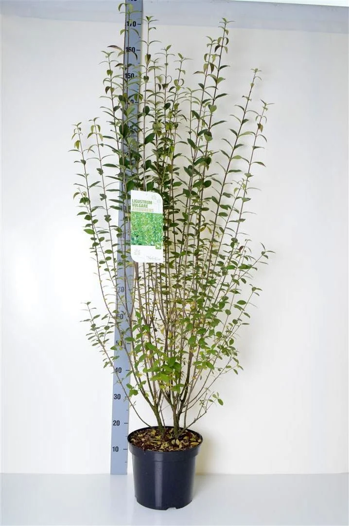 Ligustrum vulg. 'Atrovirens' 80-100 cm C7,5 (7,5 liters kruka)