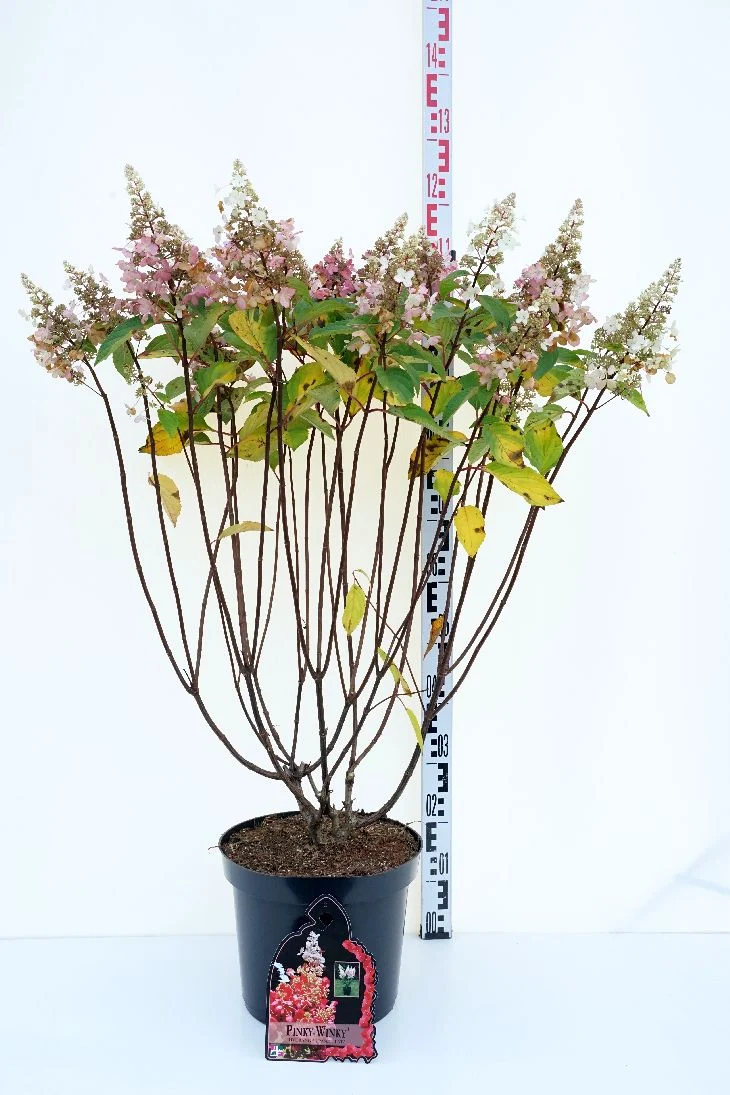 Hydrangea pan. 'Pinky Winky' C12 (12 liters kruka) 60-80 cm
