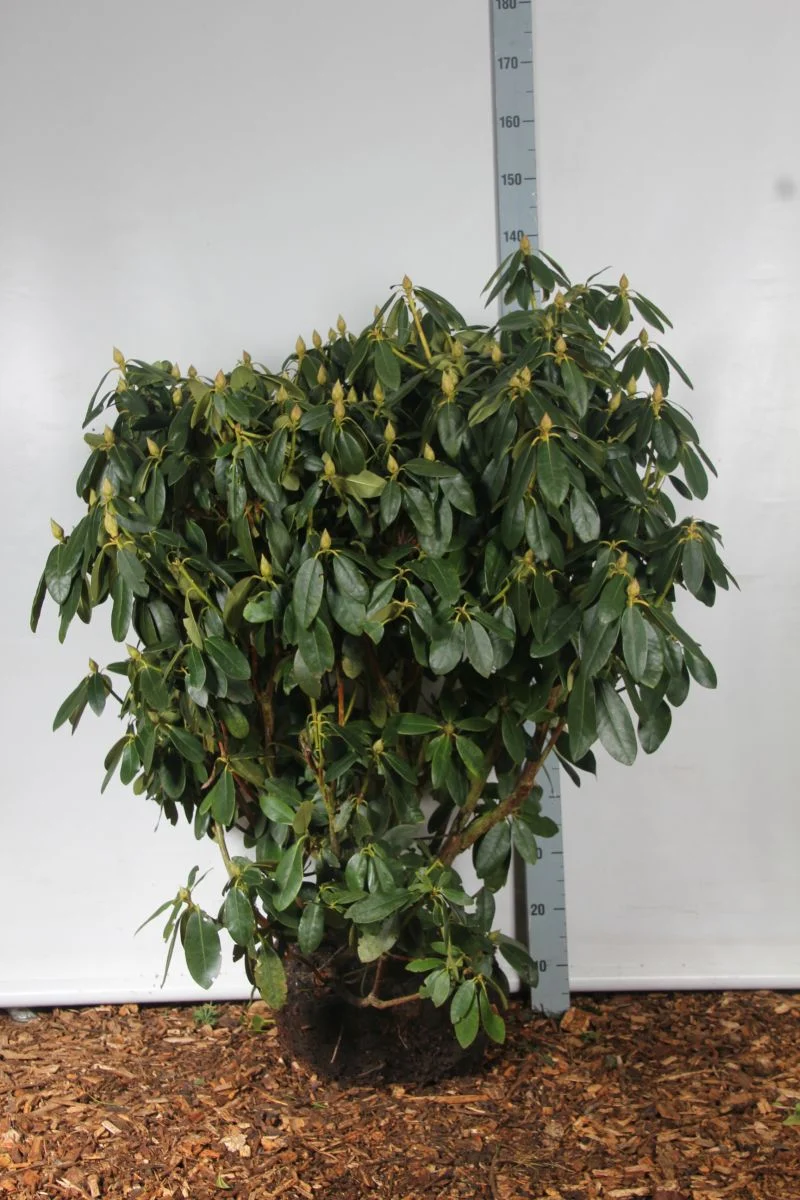Rhododendron 'Catawb. Grandiflorum' 100-120 cm rotklump