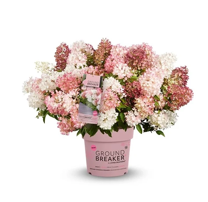 Hydrangea pan. 'Groundbreaker'® Blush C1,5 (1,5 liters kruka / 14 cm kruka)