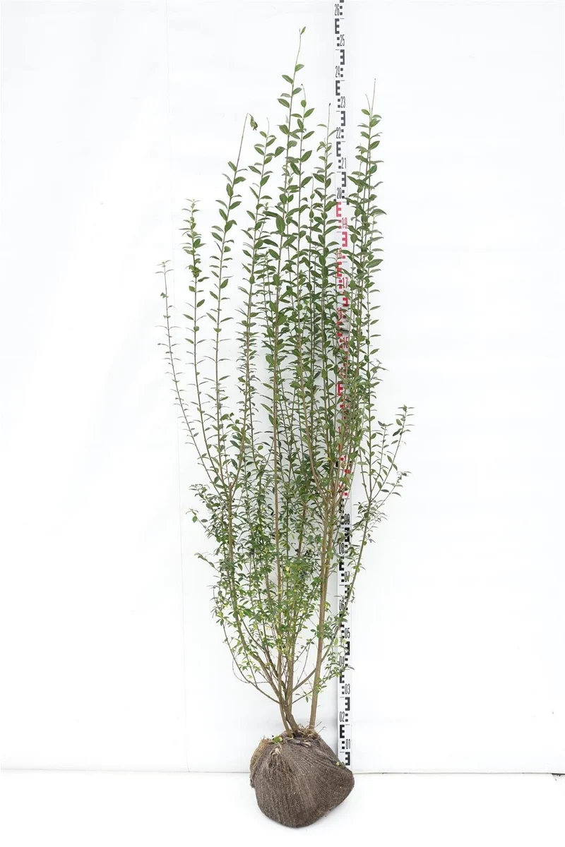 Ligustrum vulg. 'Atrovirens' 150-175 cm rotklump