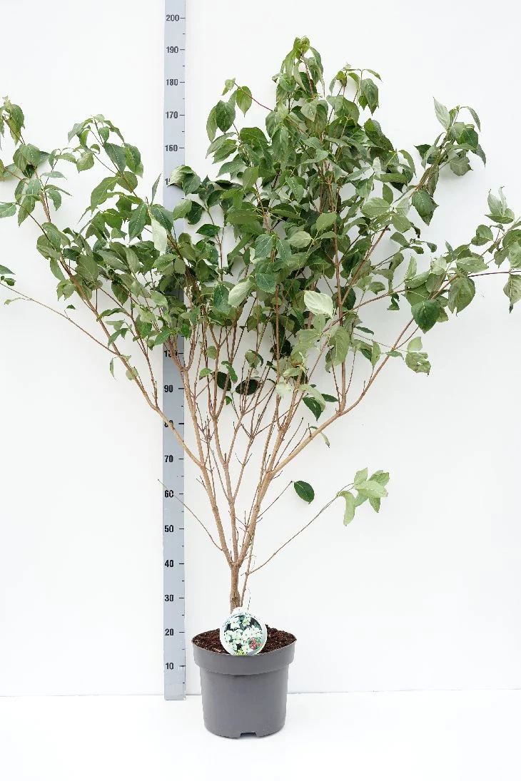 Cornus kousa 'China Girl' C10 (10 liters kruka) 100-125 cm